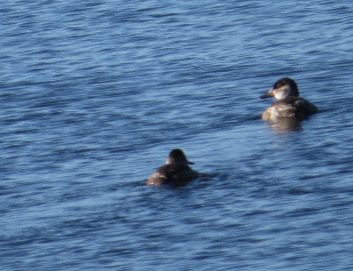 Савка американська - ML644671831