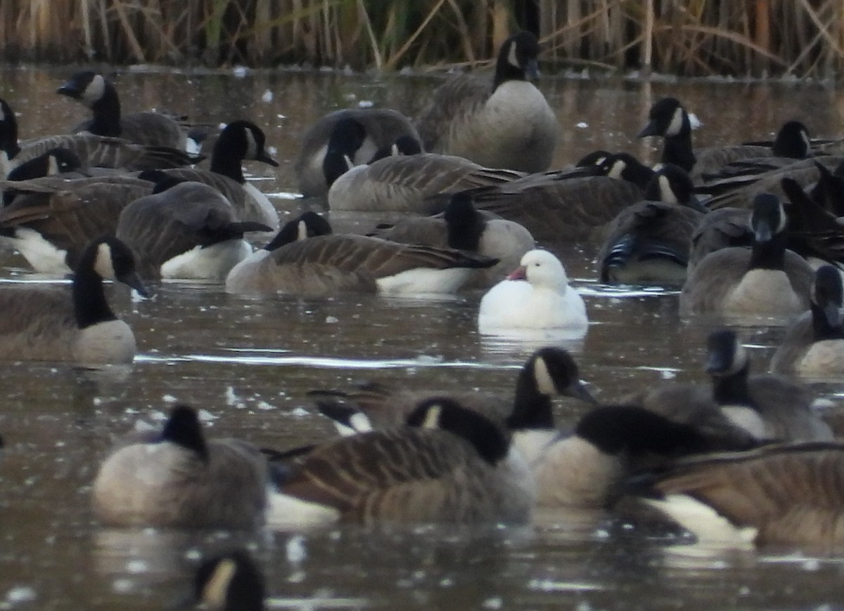 eBird Checklist - 4 Nov 2025 - Broad Brook Mill Pond - 15 species