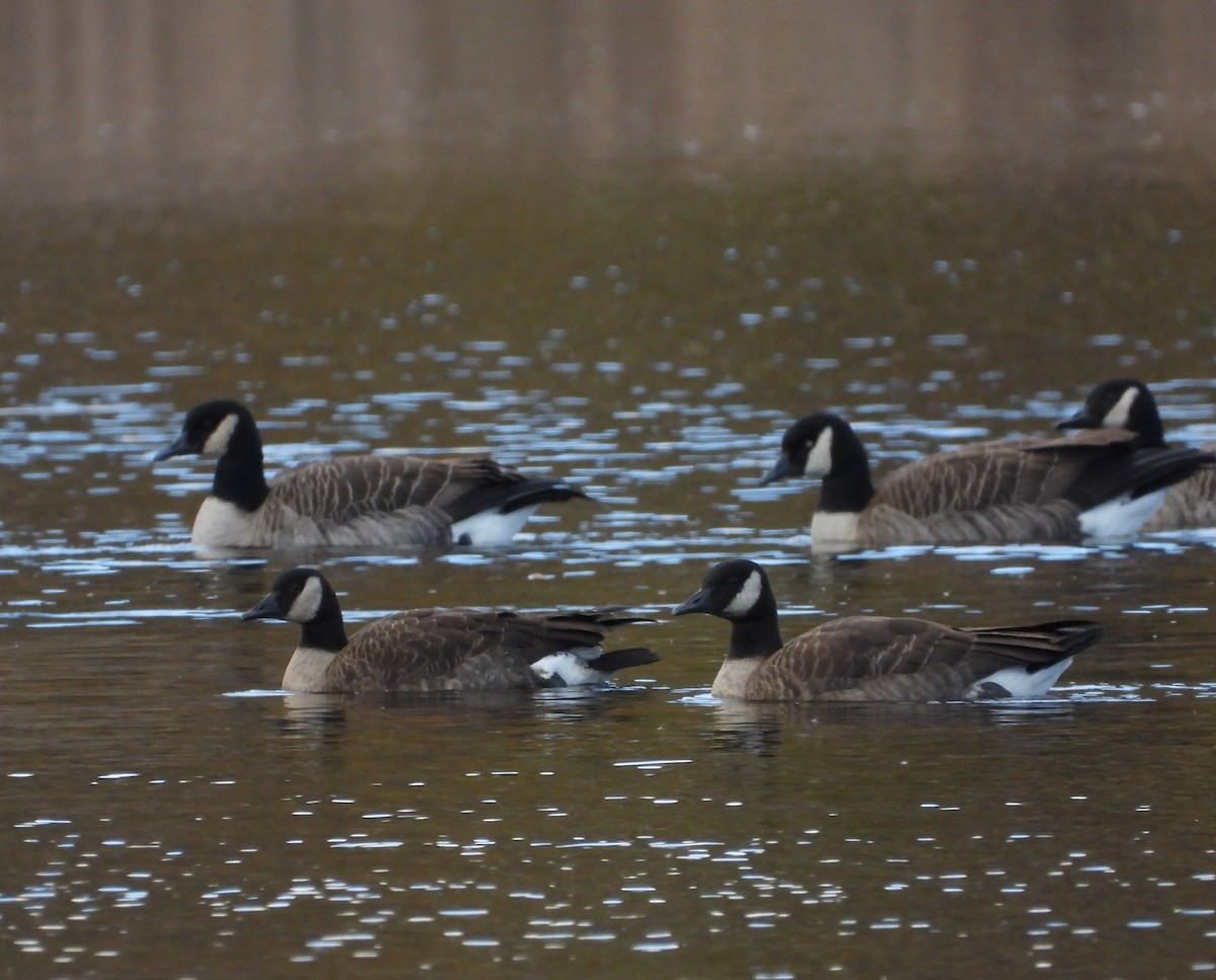 Canada Goose - ML644671845