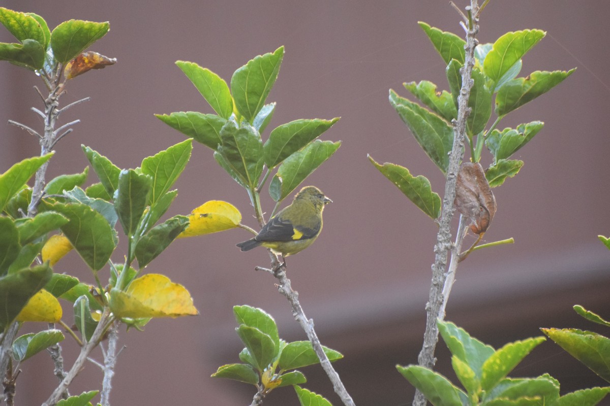 Gelbbauchzeisig - ML644671851