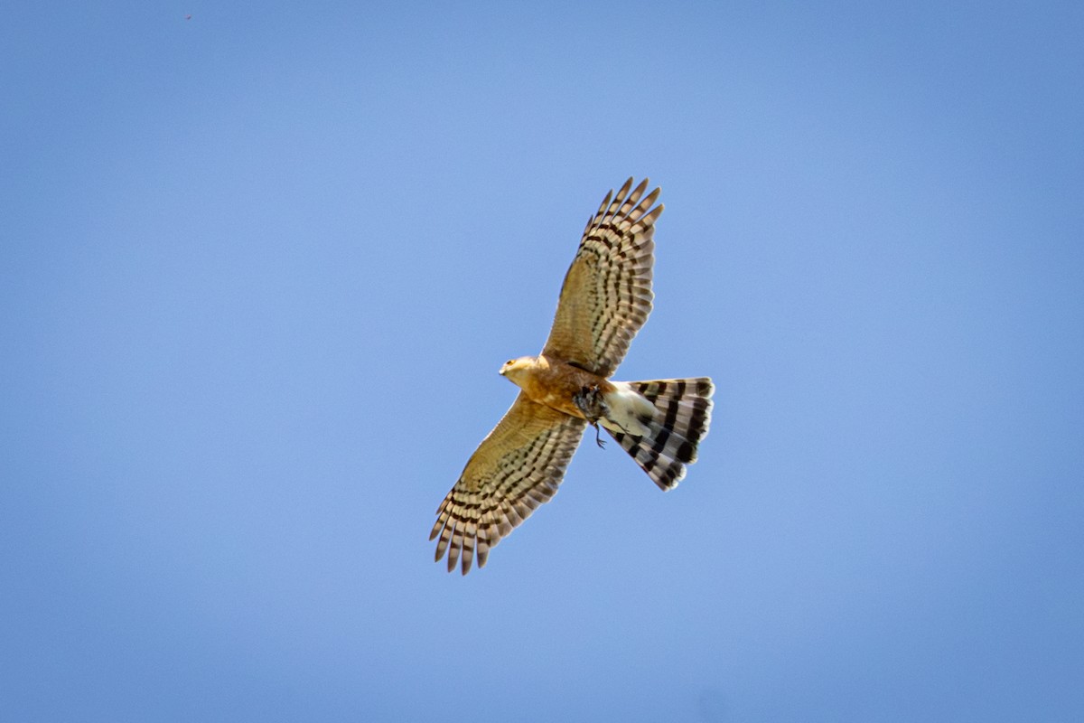 Rufous-breasted Sparrowhawk - ML644671852