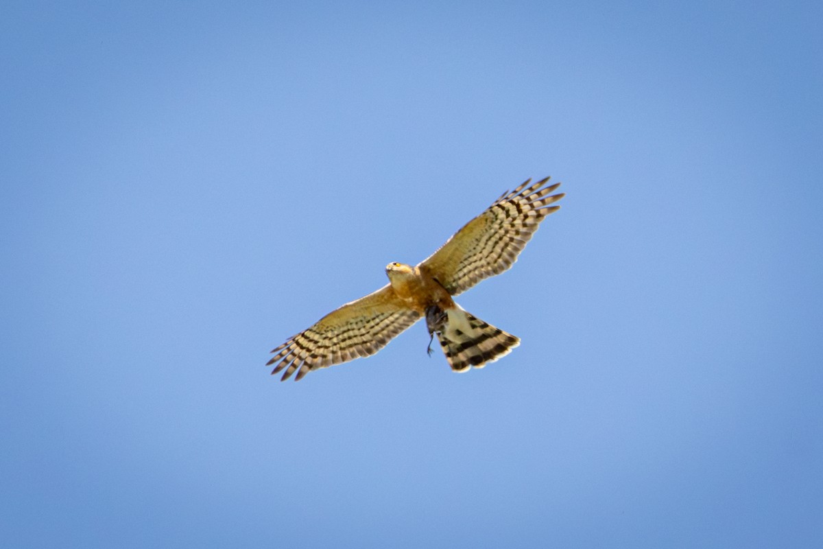 Rufous-breasted Sparrowhawk - ML644671853