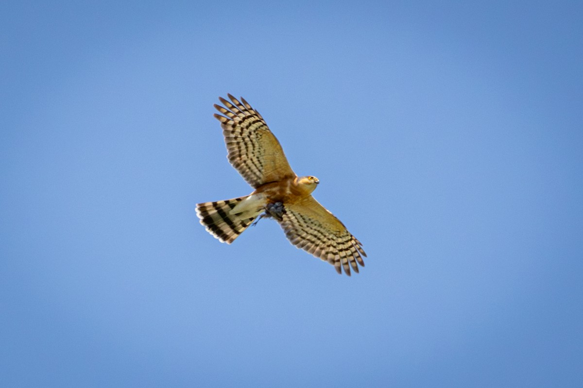 Rufous-breasted Sparrowhawk - ML644671854