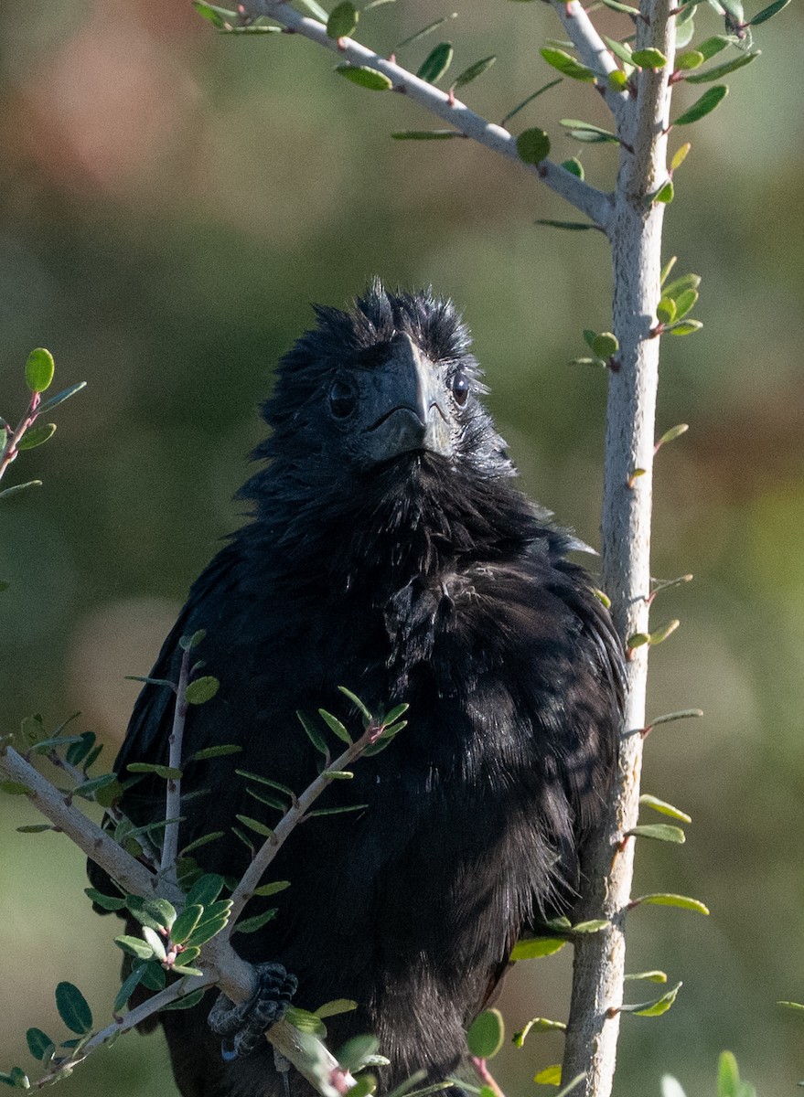 Groove-billed Ani - ML644671858