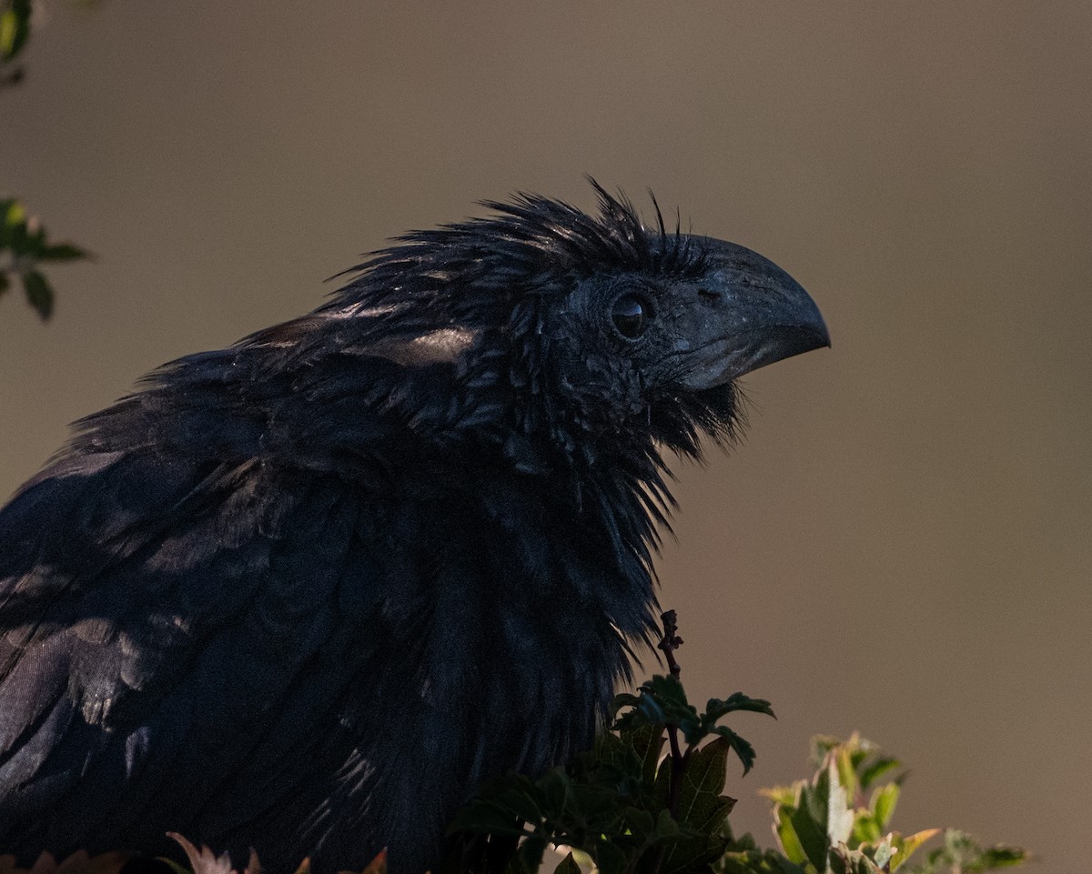 Groove-billed Ani - ML644671859