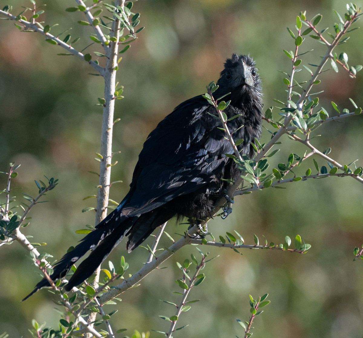 Groove-billed Ani - ML644671861