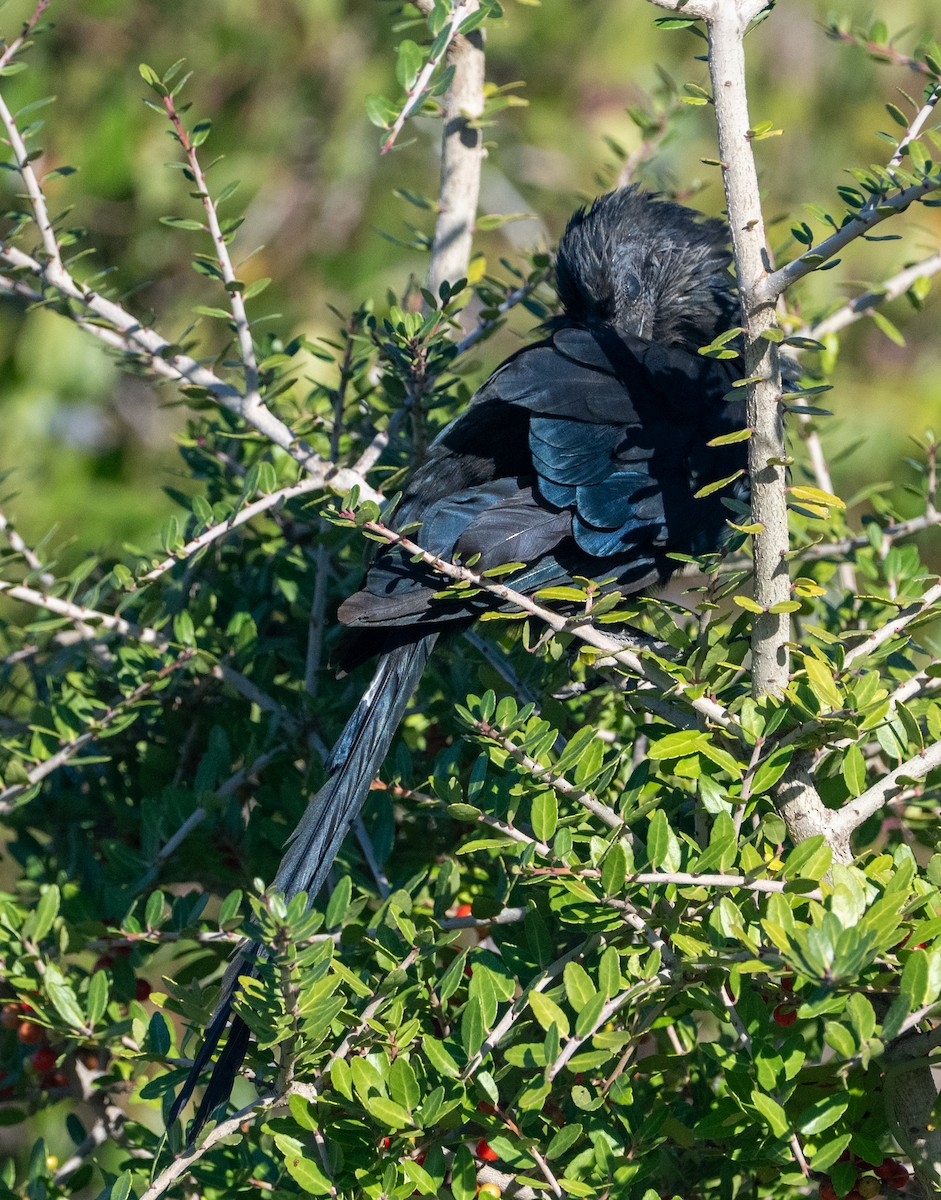 Groove-billed Ani - ML644671862