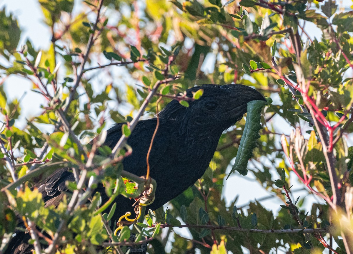 Groove-billed Ani - ML644671863