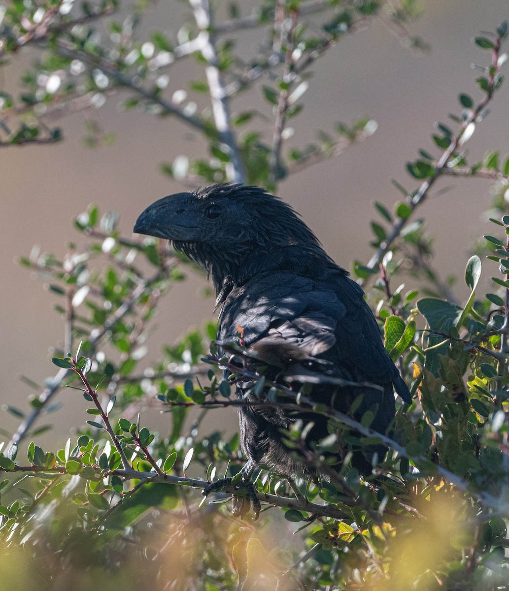 Groove-billed Ani - ML644671865