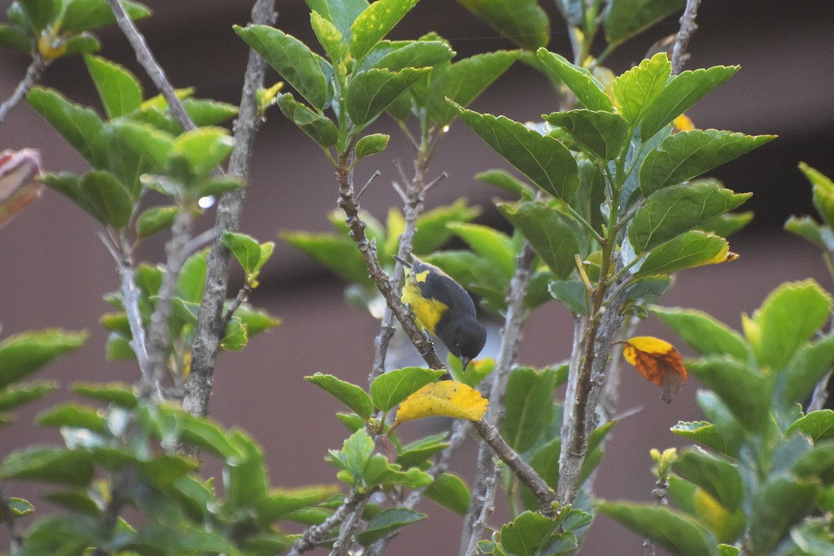 Gelbbauchzeisig - ML644671869