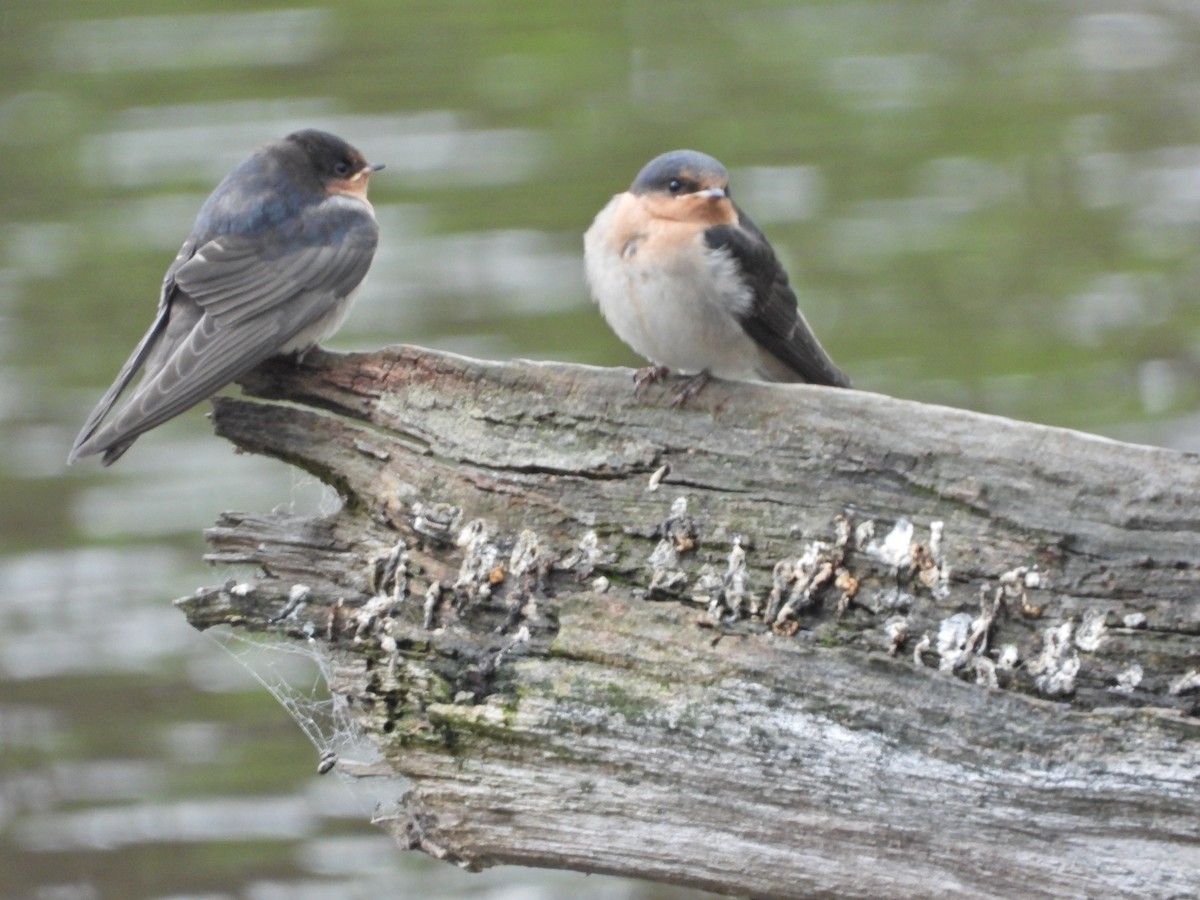 Welcome Swallow - ML644671876