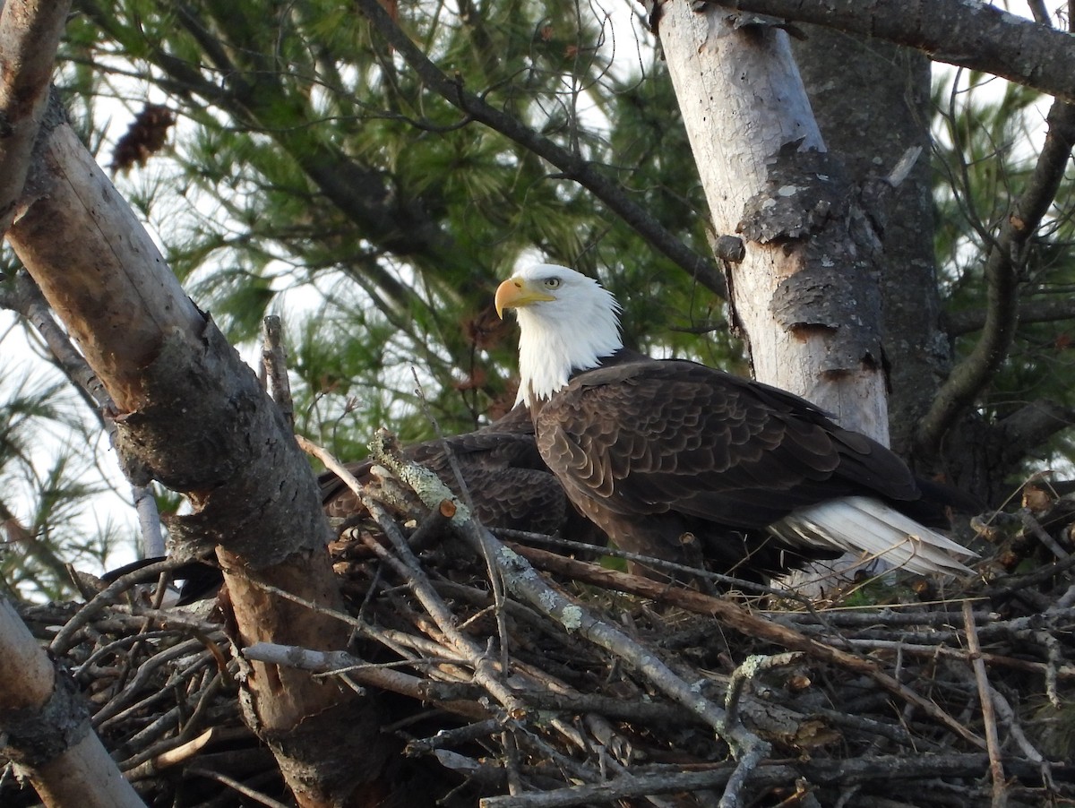 Bald Eagle - ML644671877