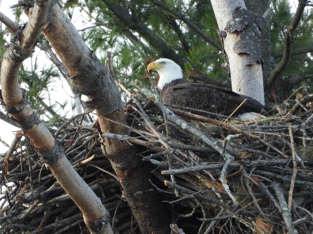 Bald Eagle - ML644671878