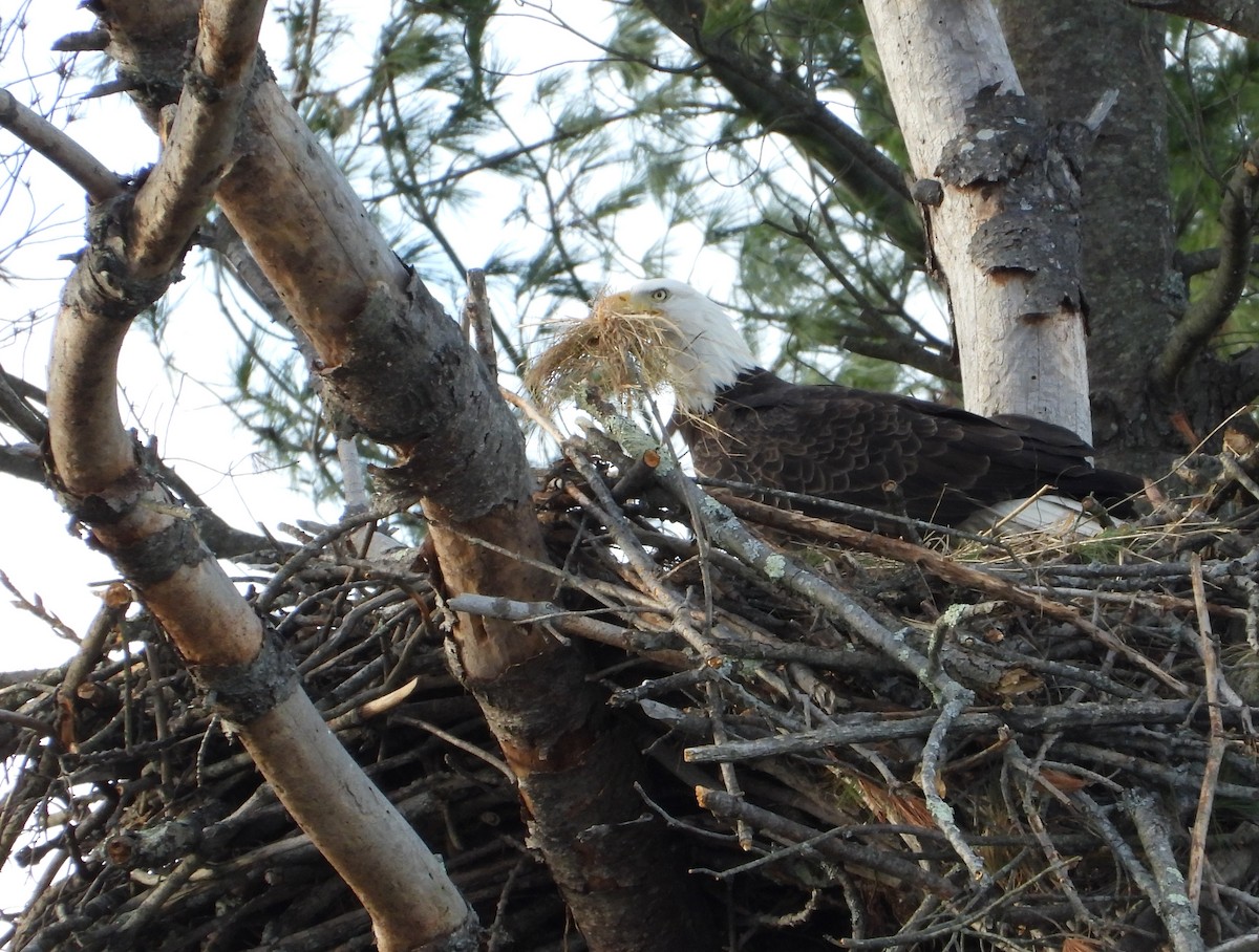 Bald Eagle - ML644671879