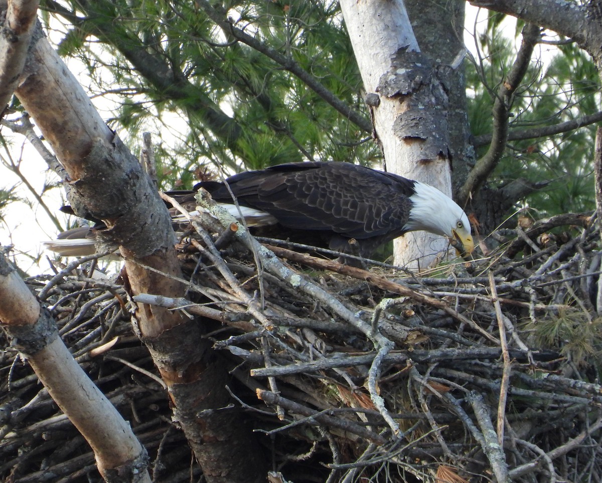 Bald Eagle - ML644671880