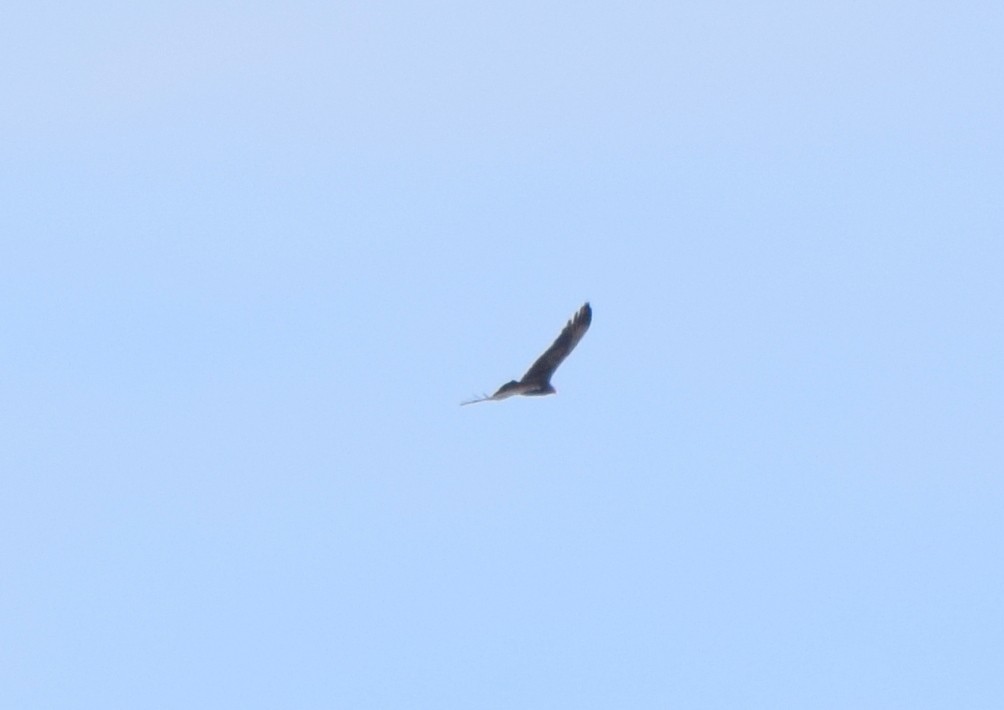 Turkey Vulture - ML644671881