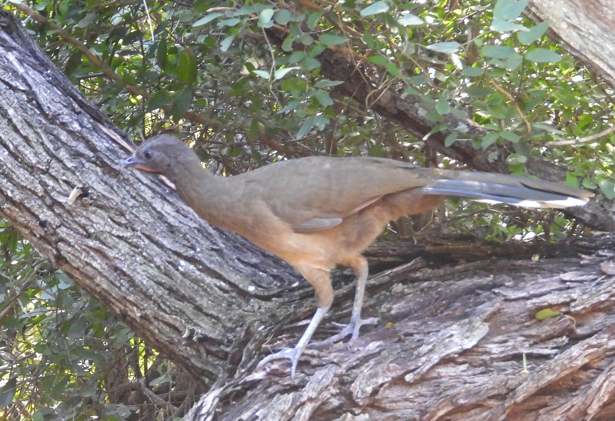 Plain Chachalaca - ML644671886