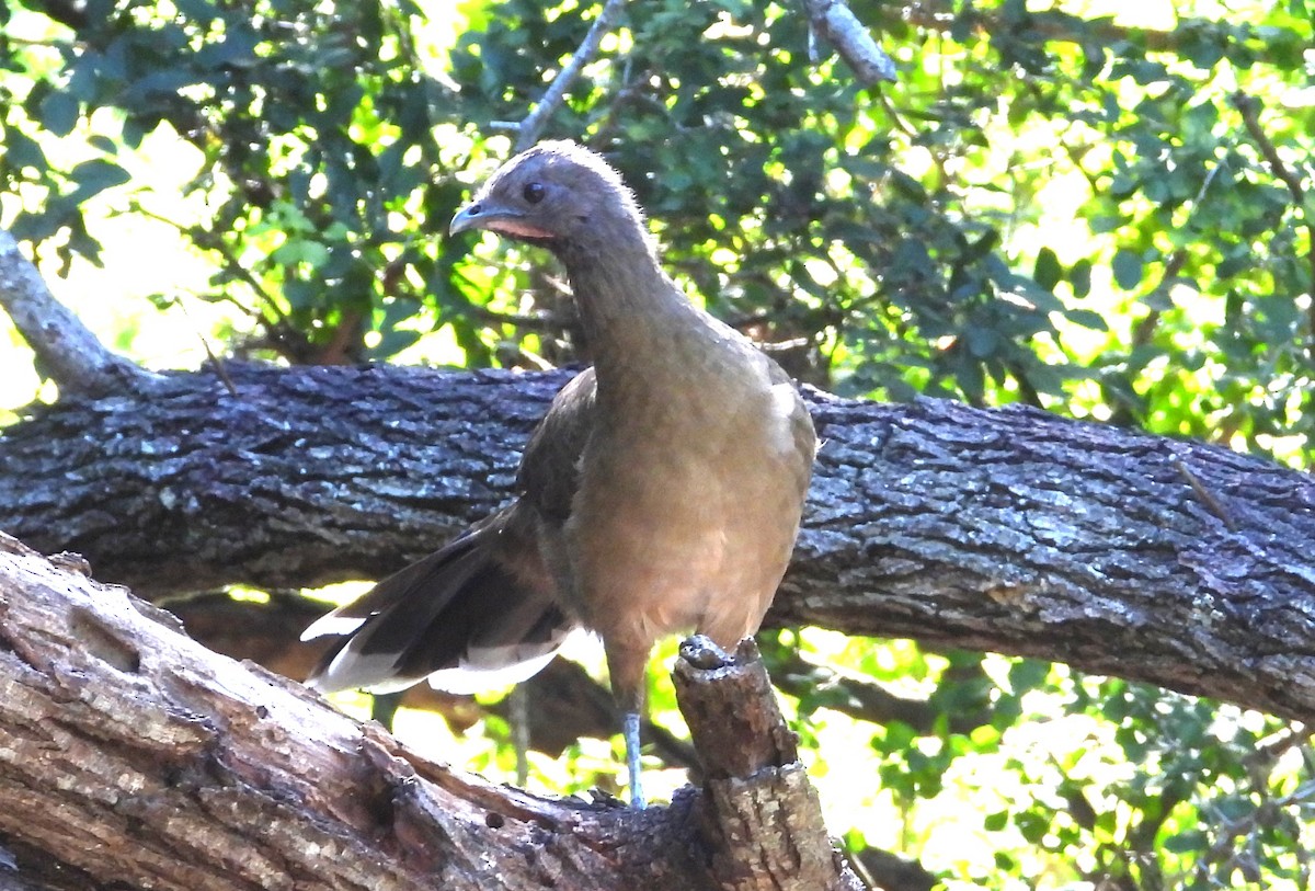Plain Chachalaca - ML644671887