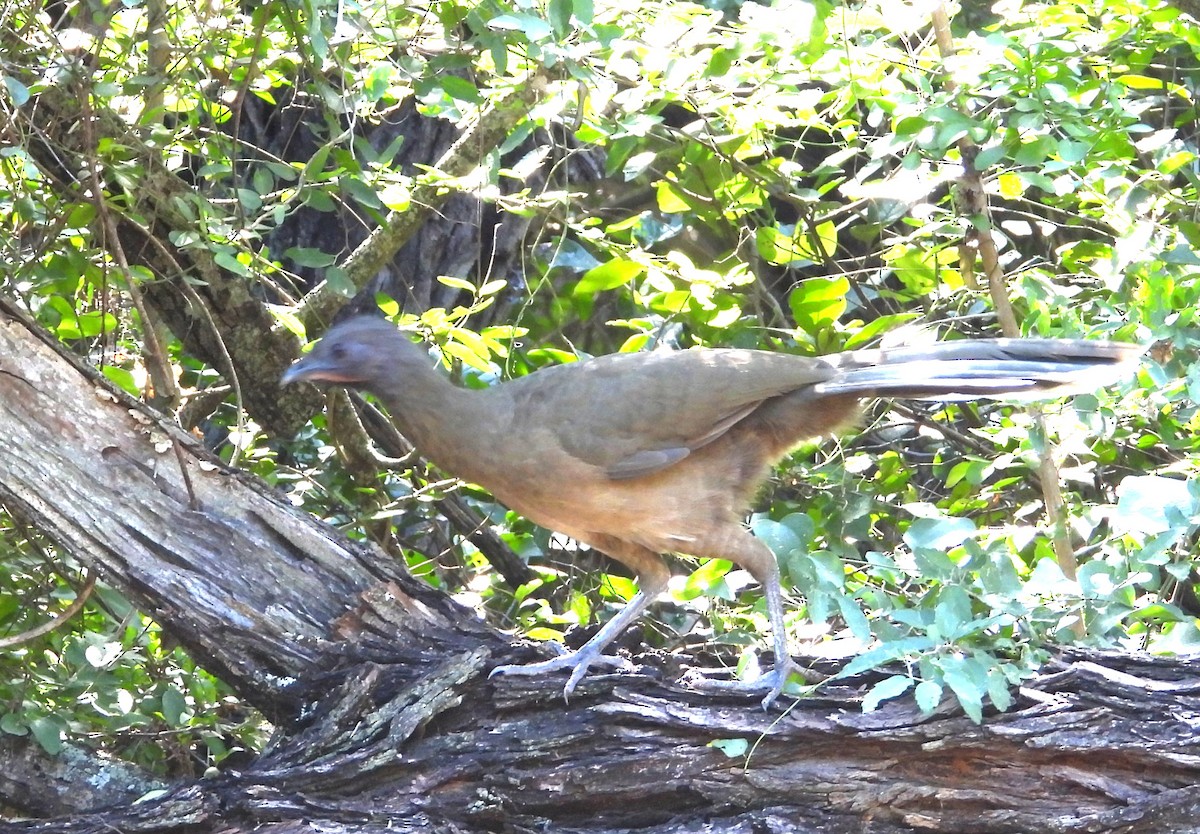 Plain Chachalaca - ML644671888