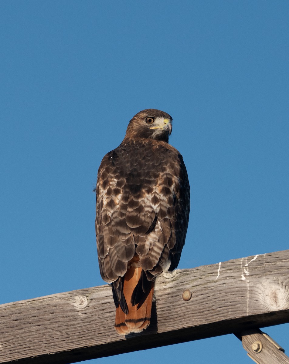 Red-tailed Hawk - ML644671889