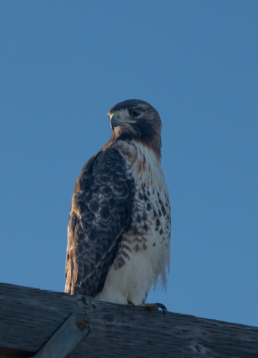 Red-tailed Hawk - ML644671890