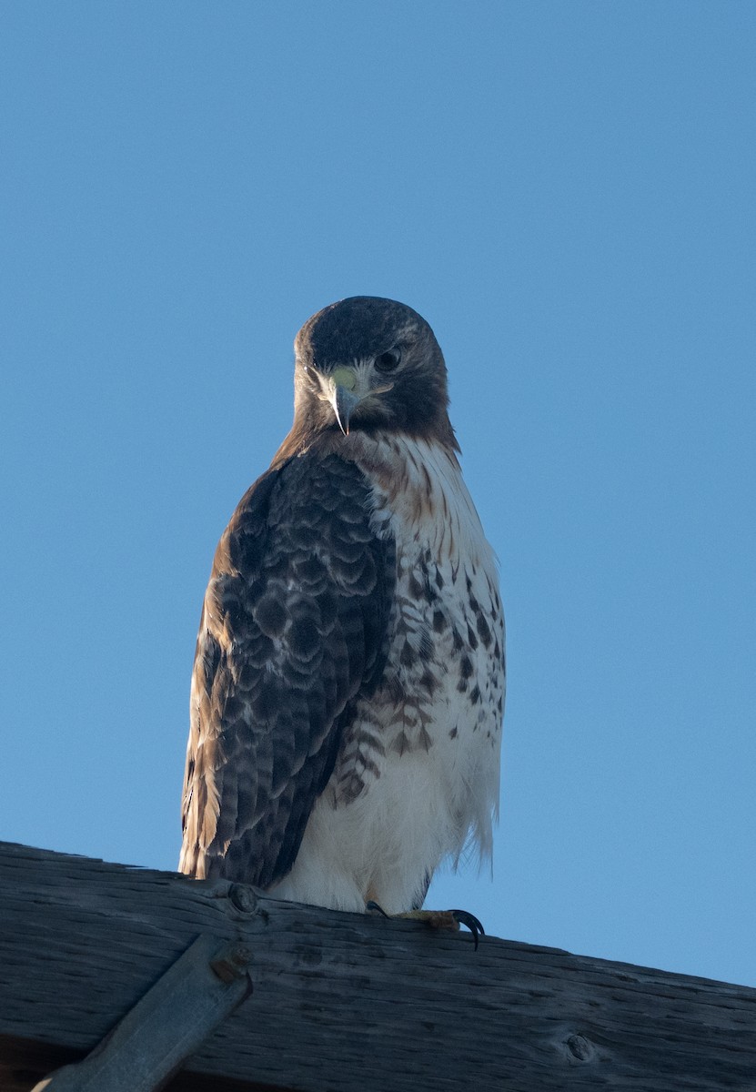 Red-tailed Hawk - ML644671891