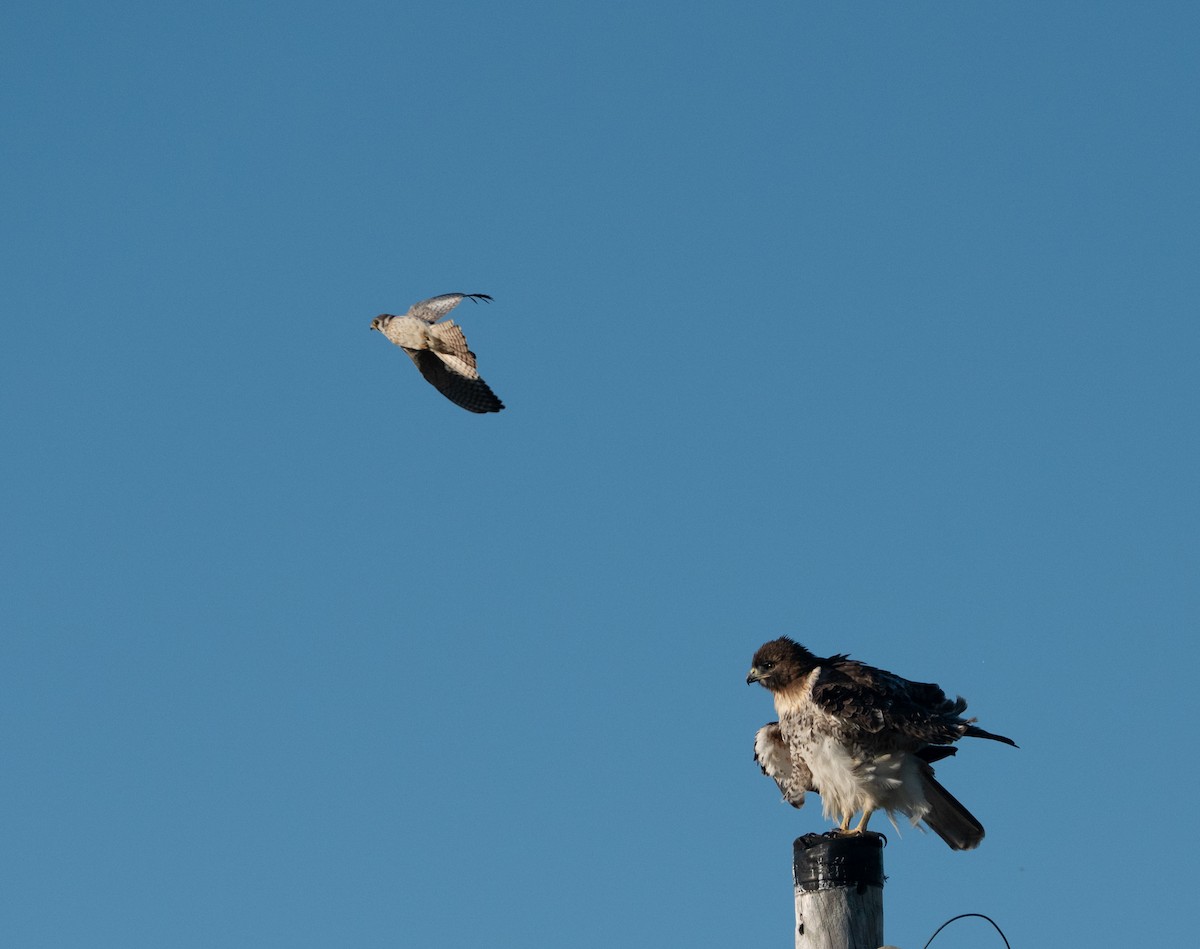 Red-tailed Hawk - ML644671893