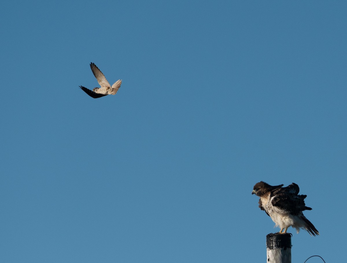 Red-tailed Hawk - ML644671895