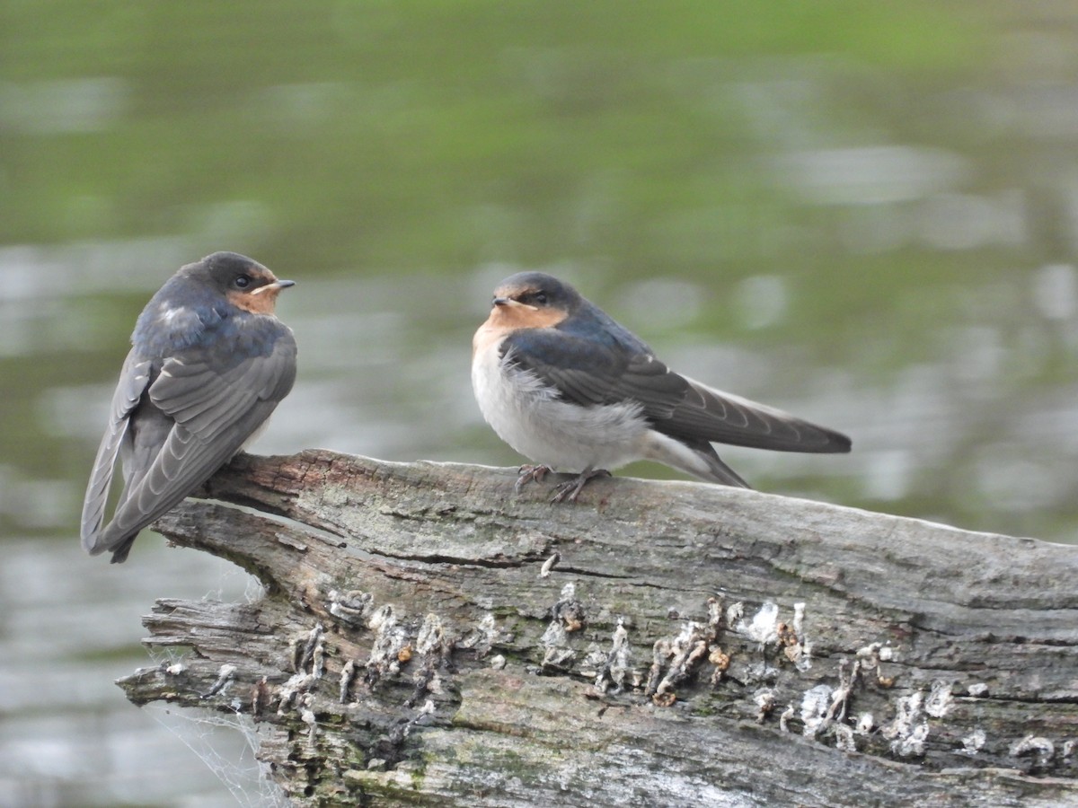 Welcome Swallow - ML644671897