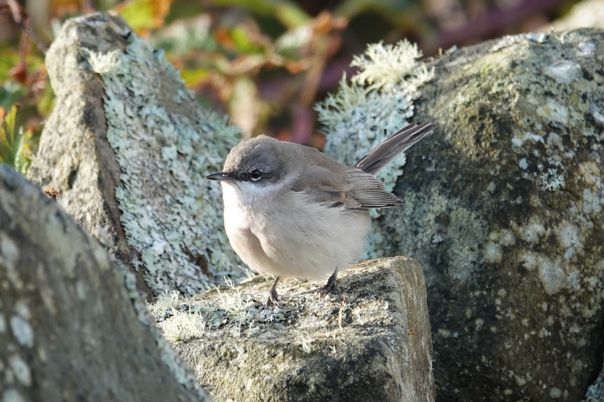 白喉林鶯 - ML644671898