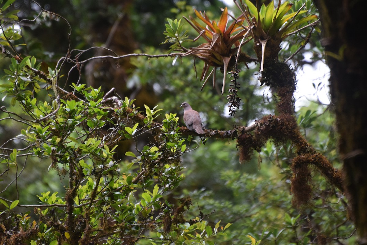 Purpurtaube - ML644671899