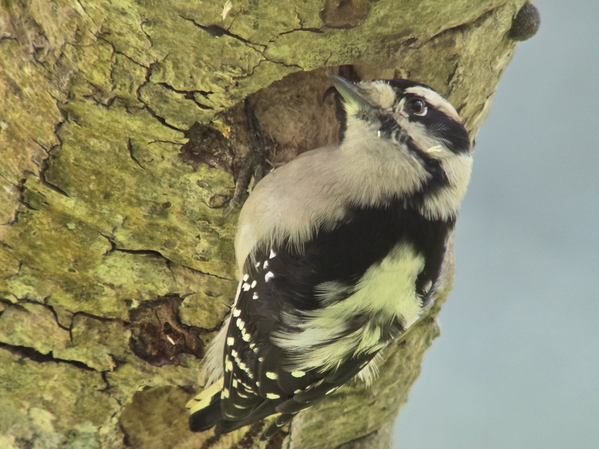 Downy Woodpecker - ML644671900
