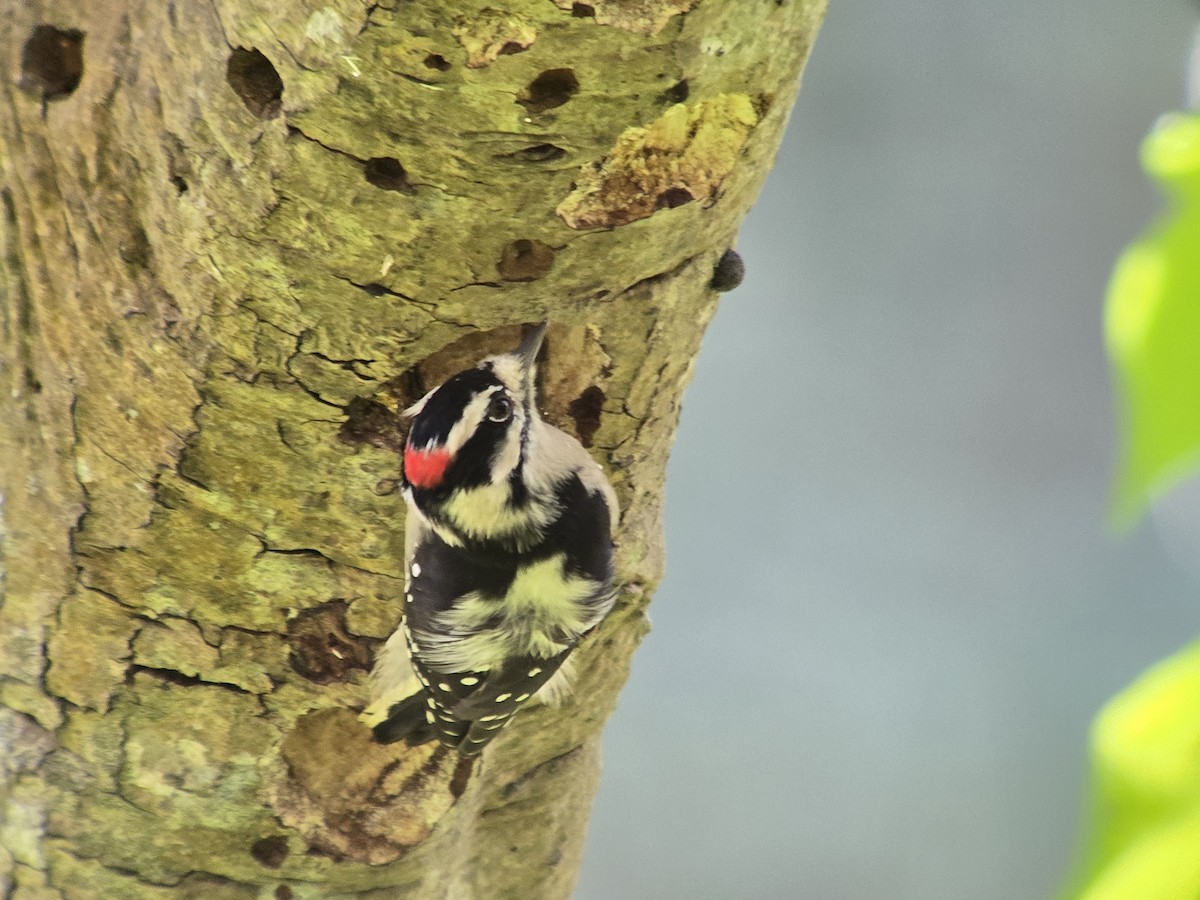 Downy Woodpecker - ML644671901
