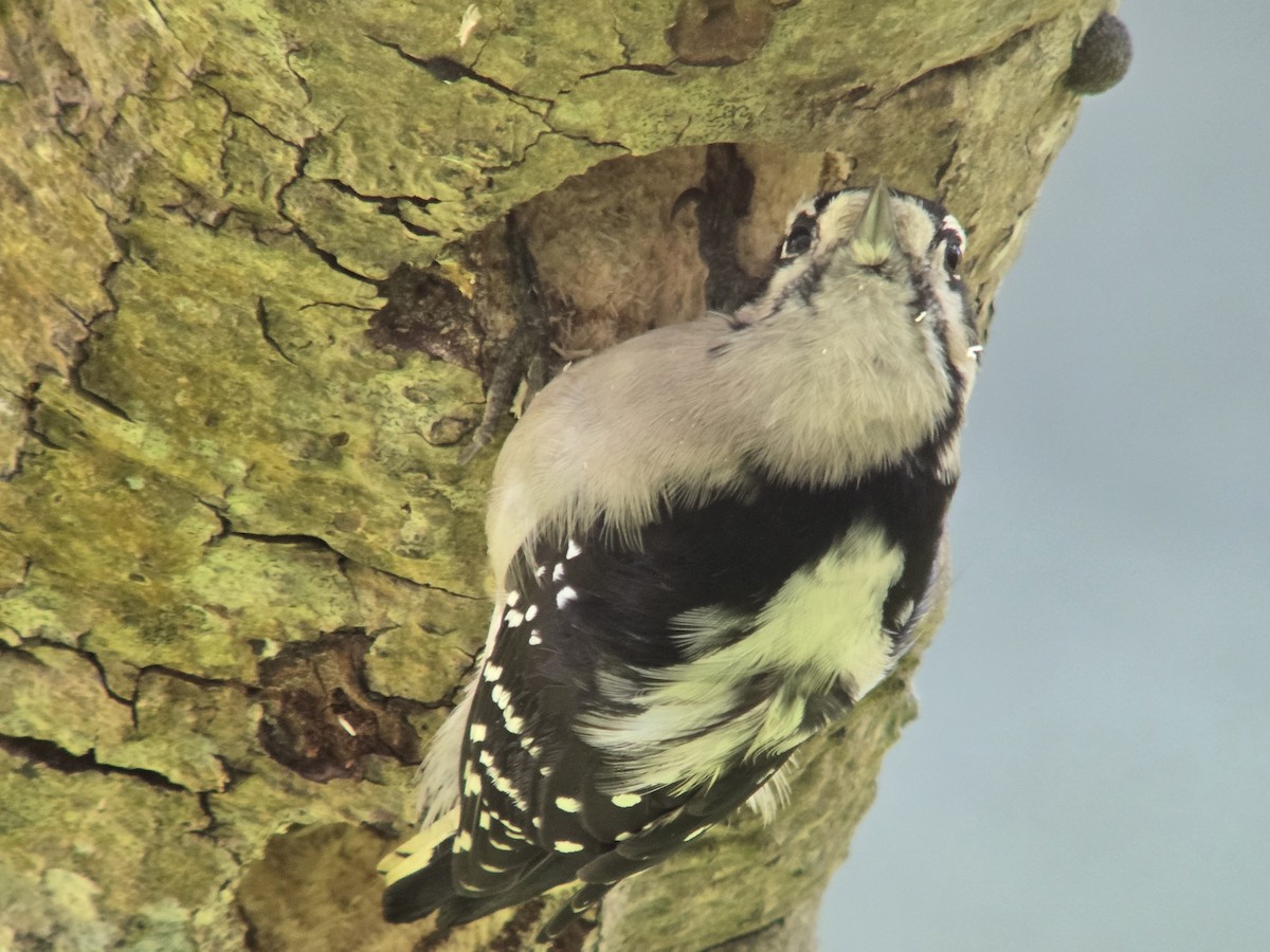 Downy Woodpecker - ML644671902