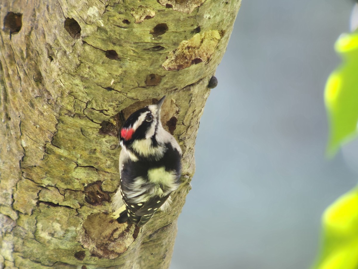 Downy Woodpecker - ML644671903