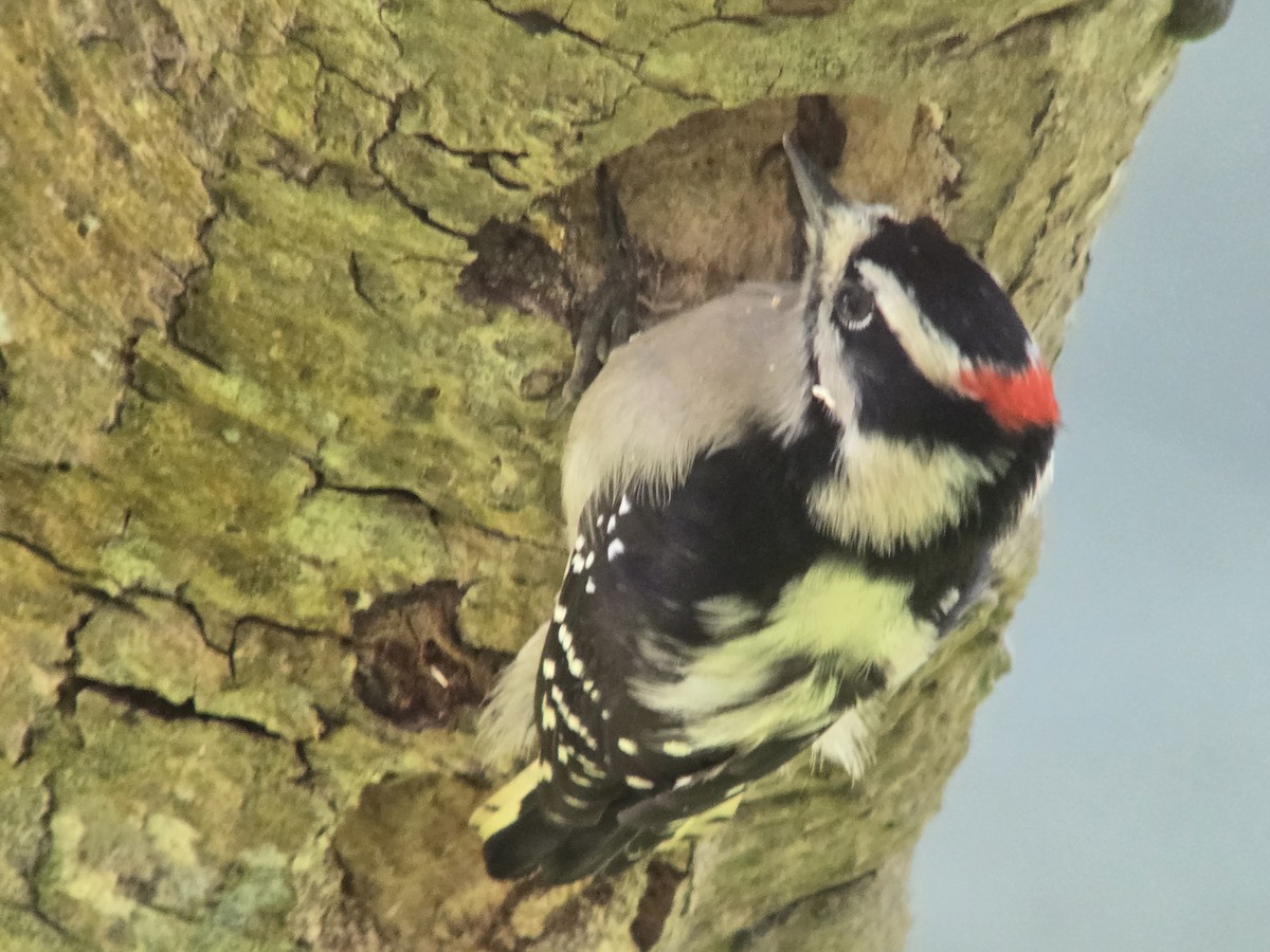 Downy Woodpecker - ML644671904