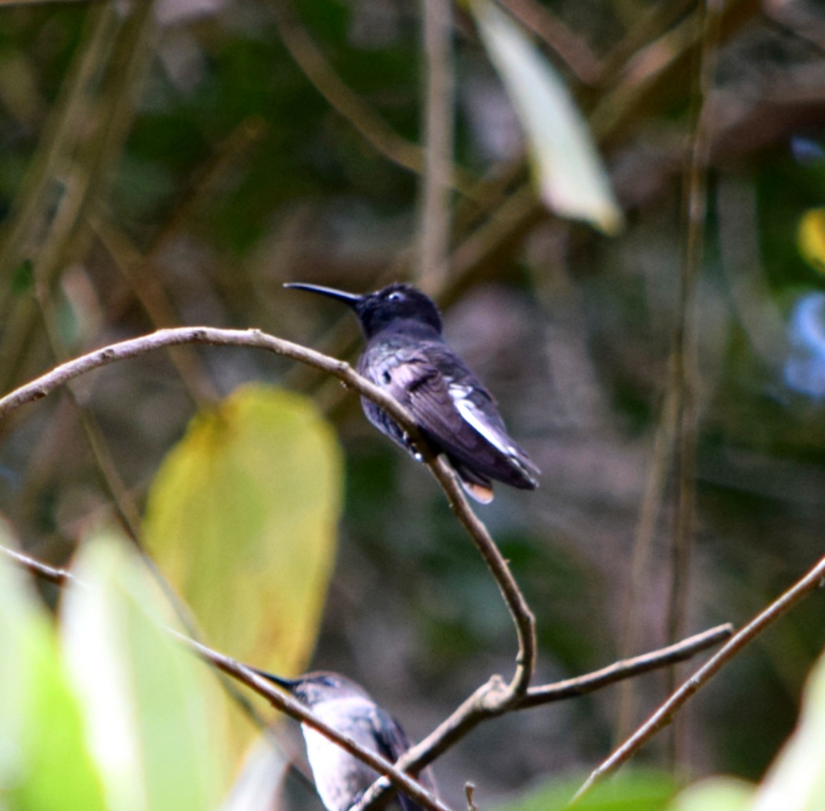 Black Jacobin - ML644671905