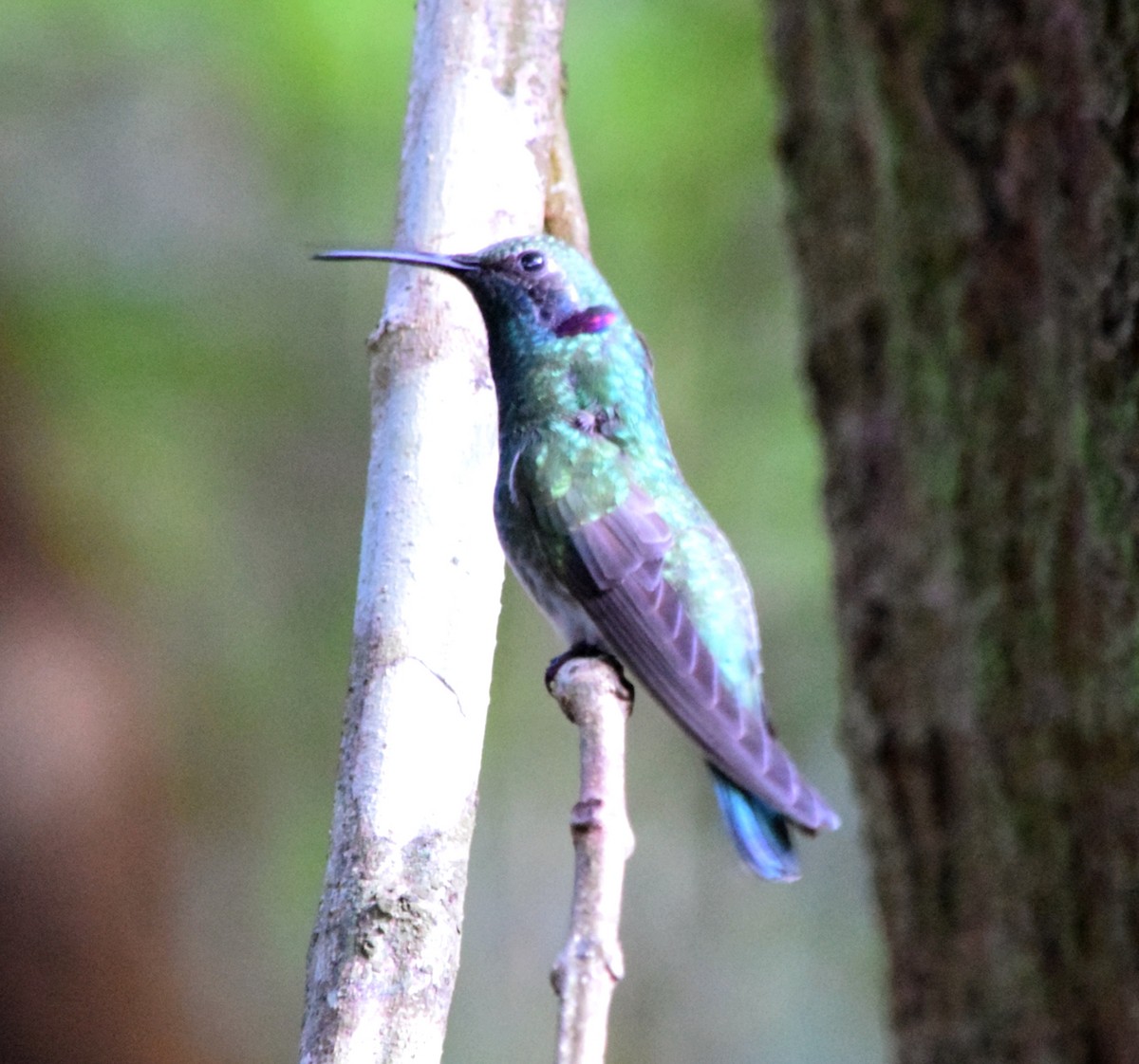 White-vented Violetear - ML644671906