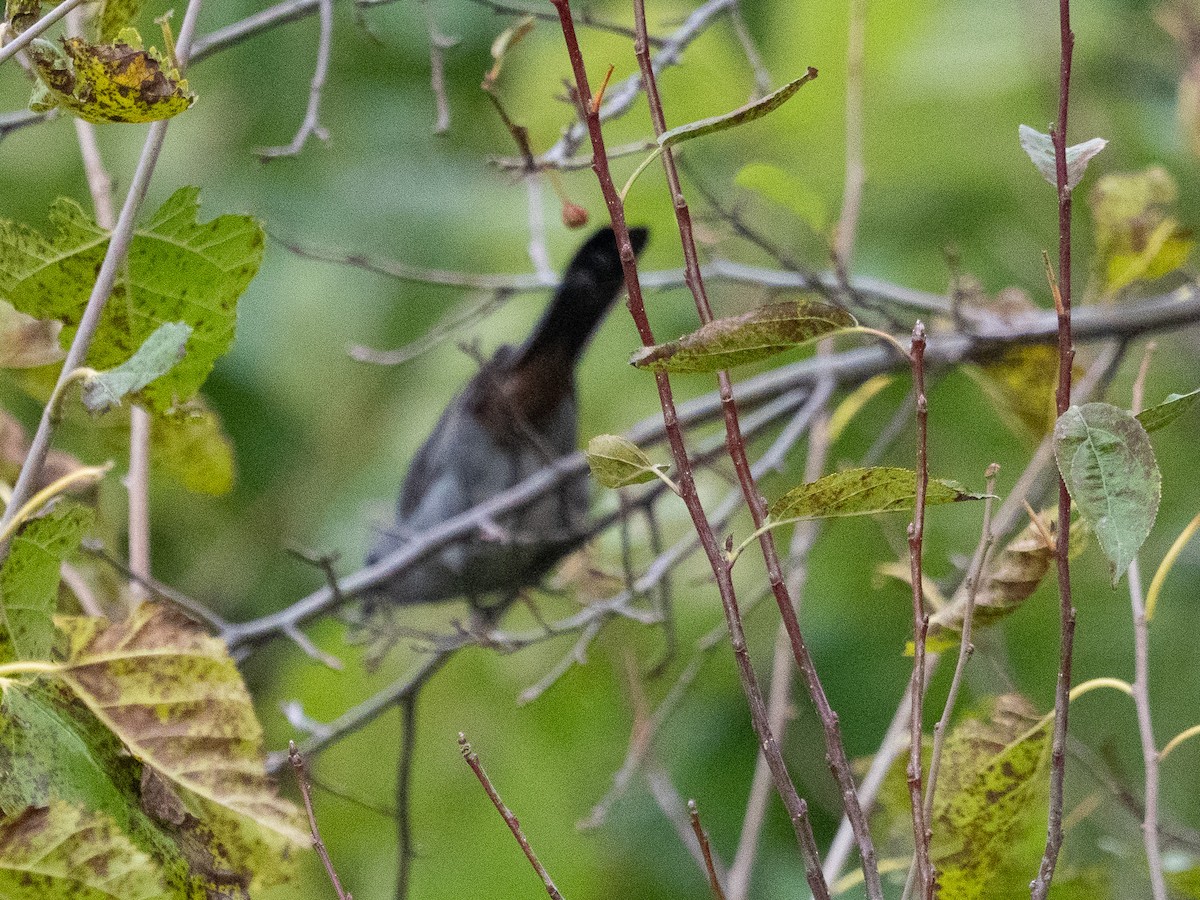 drozdec černohlavý - ML644671908