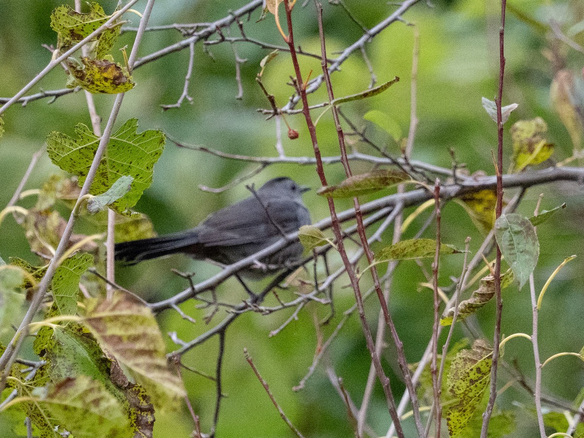 drozdec černohlavý - ML644671909