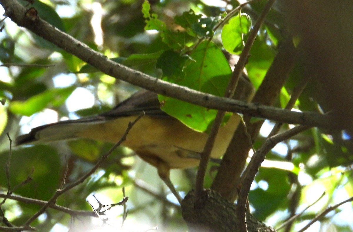 Merle fauve - ML644671920