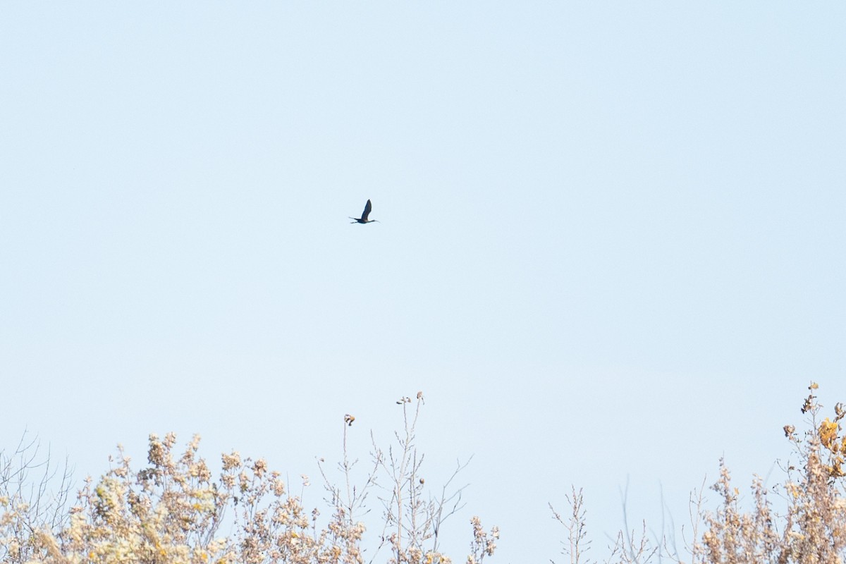 Çeltikçi/Ak Yüzlü Çeltikçi - ML644671924