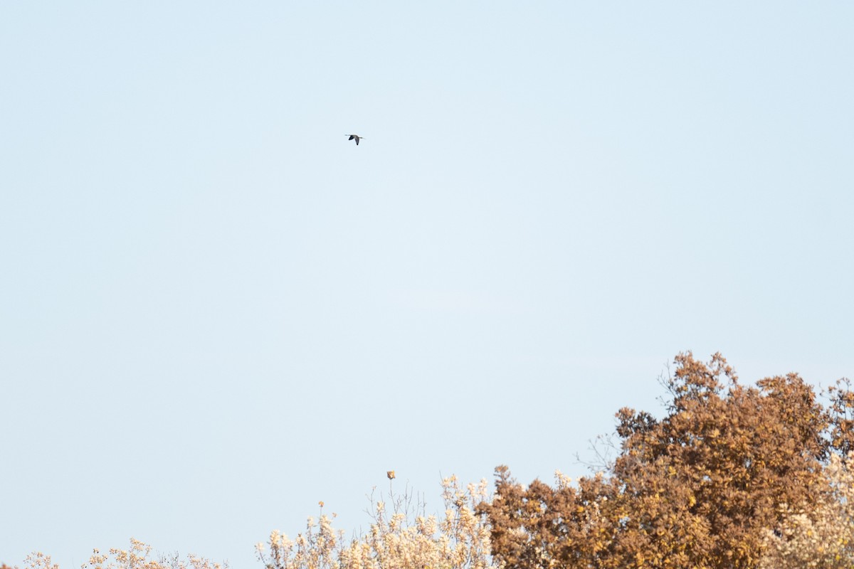 Çeltikçi/Ak Yüzlü Çeltikçi - ML644671925