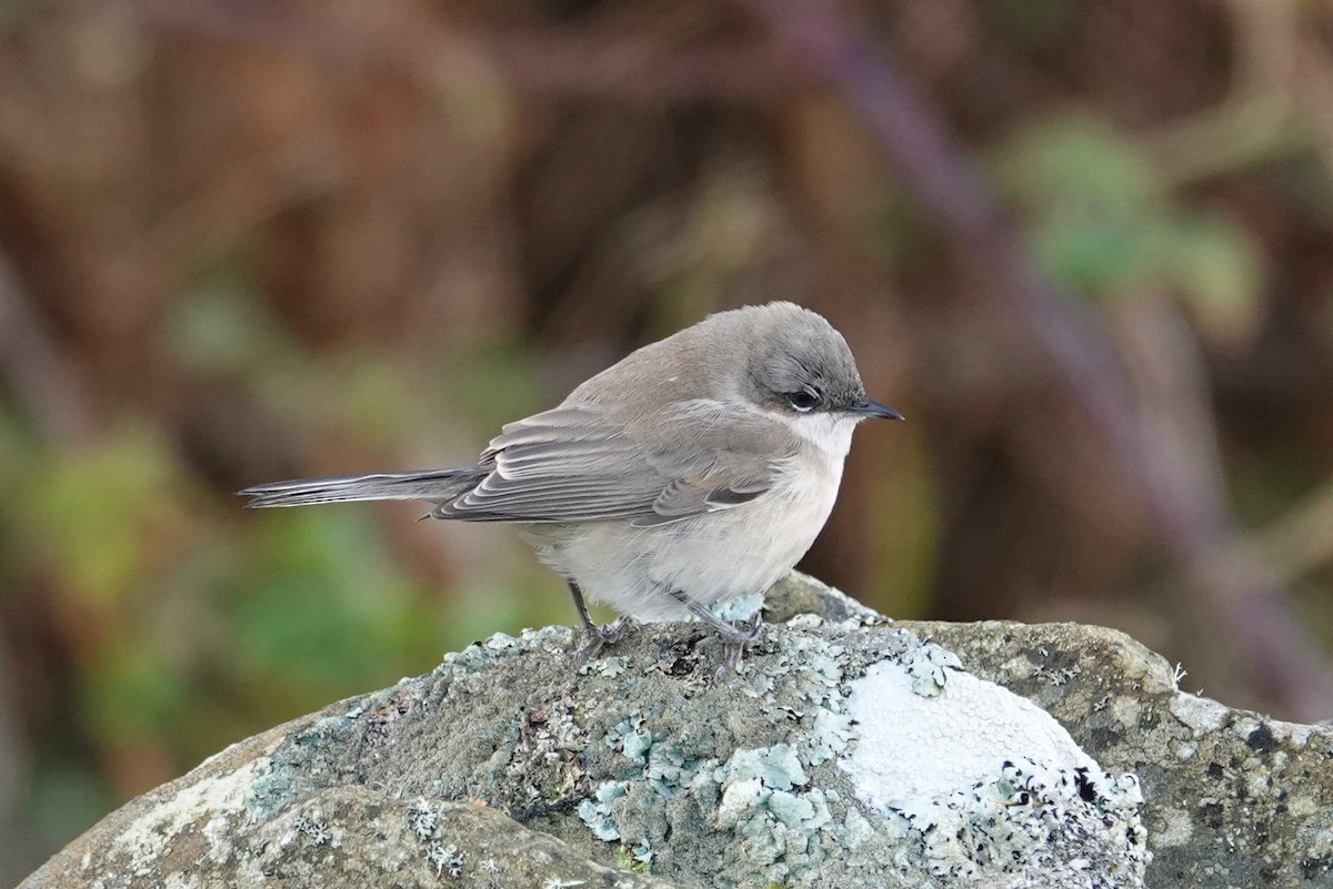 白喉林鶯 - ML644671935