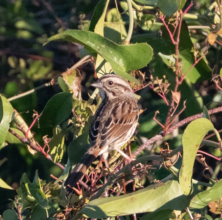Song Sparrow - ML644671937