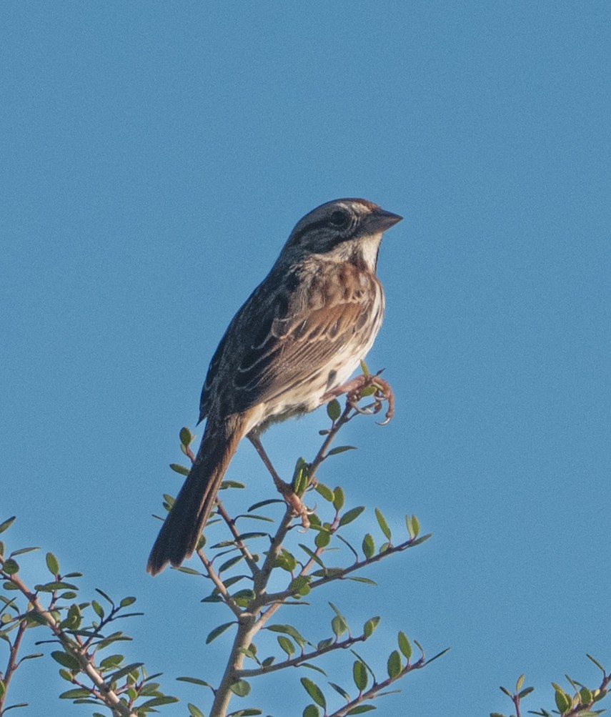 Song Sparrow - ML644671938