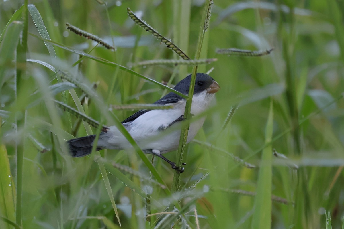 White-bellied Seedeater - ML644671948