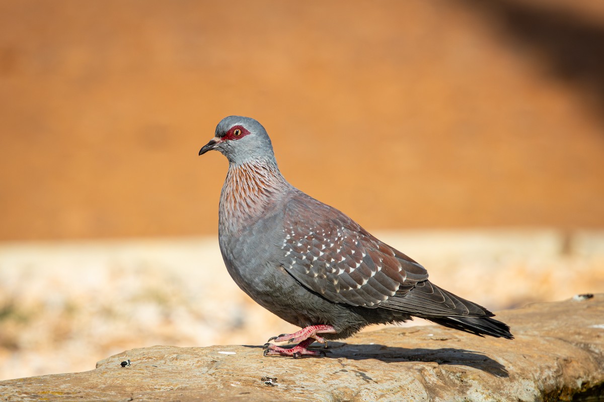 Speckled Pigeon - ML644671952