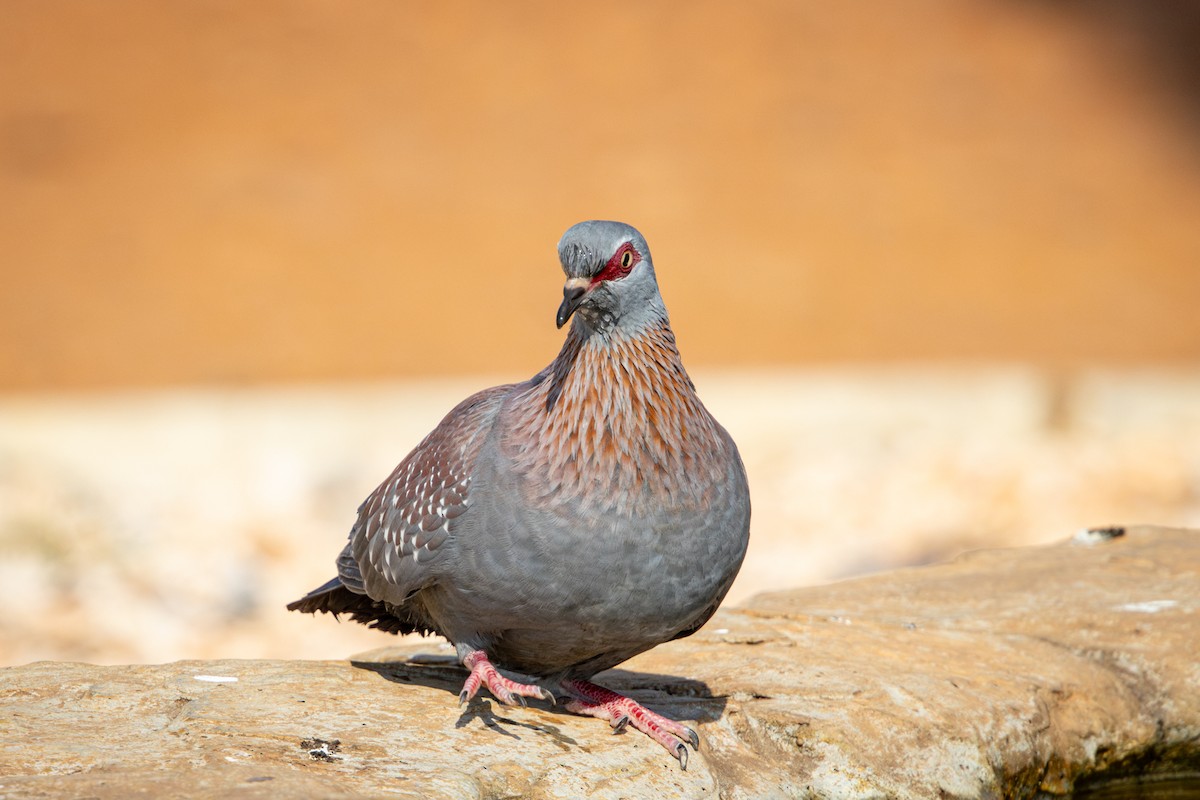 Speckled Pigeon - ML644671953