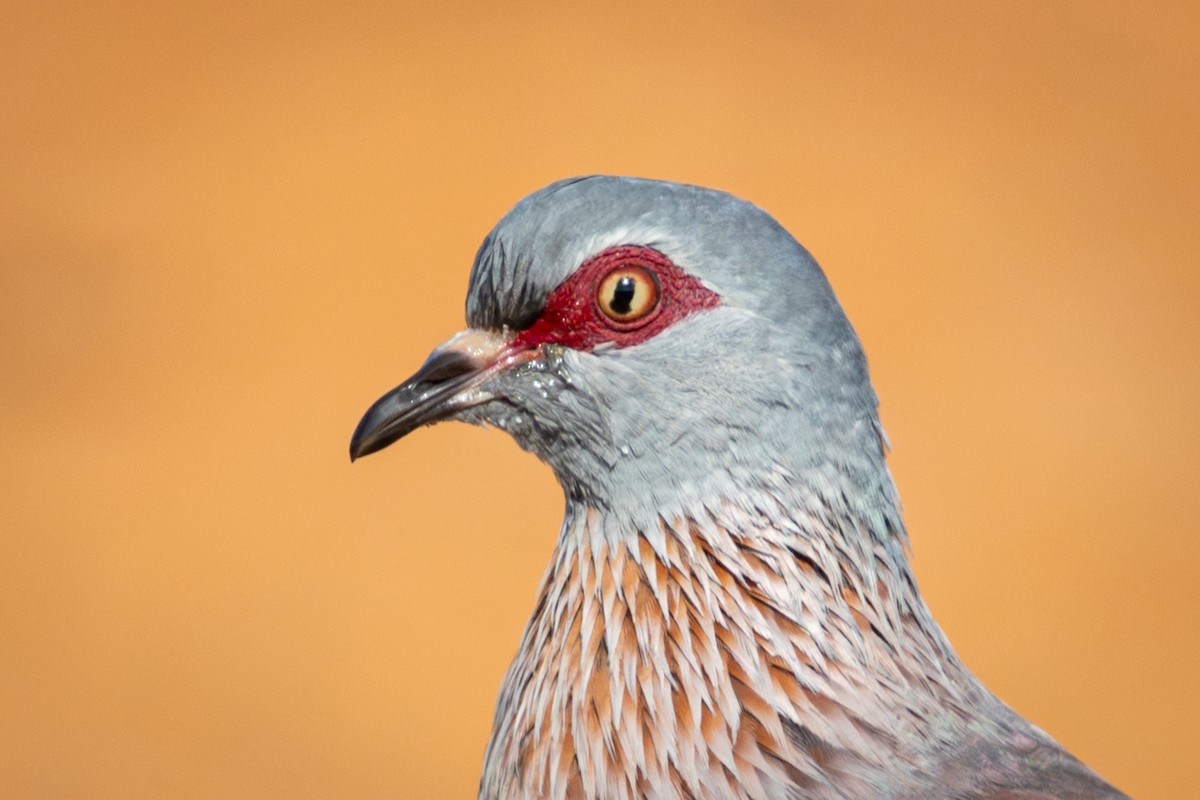 Speckled Pigeon - ML644671954